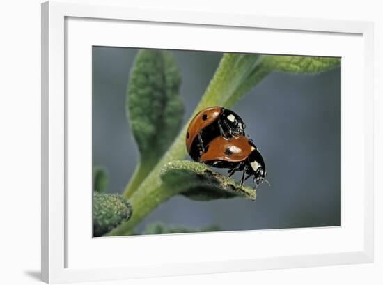 Coccinella Septempunctata (Sevenspotted Lady Beetle) - Mating-Paul Starosta-Framed Photographic Print