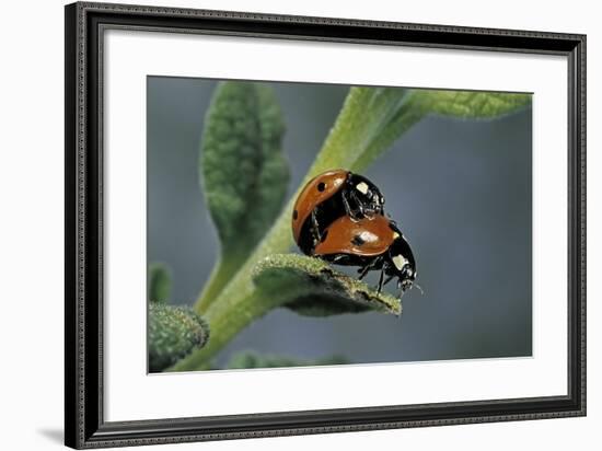 Coccinella Septempunctata (Sevenspotted Lady Beetle) - Mating-Paul Starosta-Framed Photographic Print