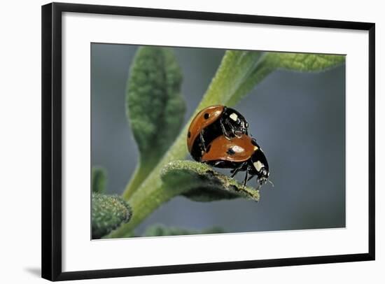 Coccinella Septempunctata (Sevenspotted Lady Beetle) - Mating-Paul Starosta-Framed Photographic Print