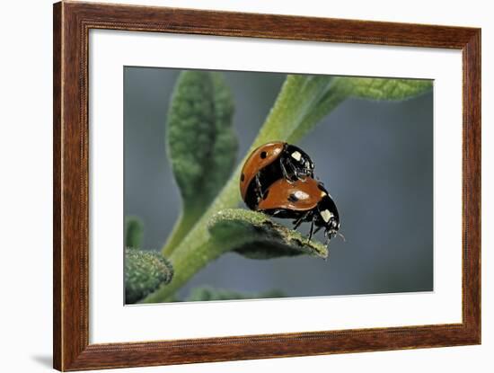 Coccinella Septempunctata (Sevenspotted Lady Beetle) - Mating-Paul Starosta-Framed Photographic Print