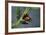 Coccinella Septempunctata (Sevenspotted Lady Beetle) - Mating-Paul Starosta-Framed Photographic Print