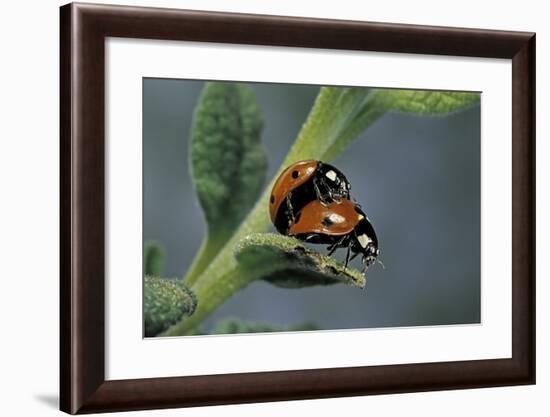 Coccinella Septempunctata (Sevenspotted Lady Beetle) - Mating-Paul Starosta-Framed Photographic Print