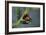 Coccinella Septempunctata (Sevenspotted Lady Beetle) - Mating-Paul Starosta-Framed Photographic Print