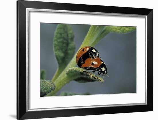 Coccinella Septempunctata (Sevenspotted Lady Beetle) - Mating-Paul Starosta-Framed Photographic Print