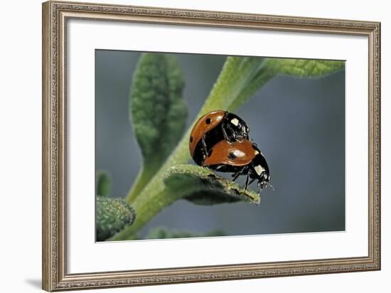 Coccinella Septempunctata (Sevenspotted Lady Beetle) - Mating-Paul Starosta-Framed Photographic Print