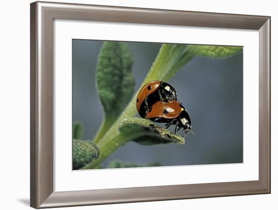 Coccinella Septempunctata (Sevenspotted Lady Beetle) - Mating-Paul Starosta-Framed Photographic Print