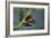 Coccinella Septempunctata (Sevenspotted Lady Beetle) - Mating-Paul Starosta-Framed Photographic Print