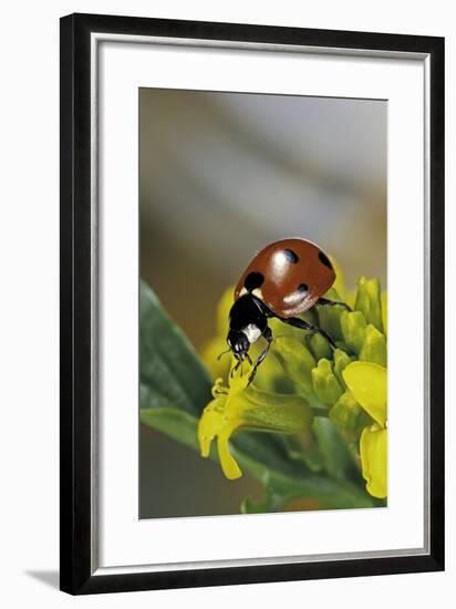 Coccinella Septempunctata (Sevenspotted Lady Beetle)-Paul Starosta-Framed Photographic Print