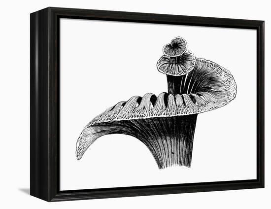 Cochlea-Mehau Kulyk-Framed Premier Image Canvas