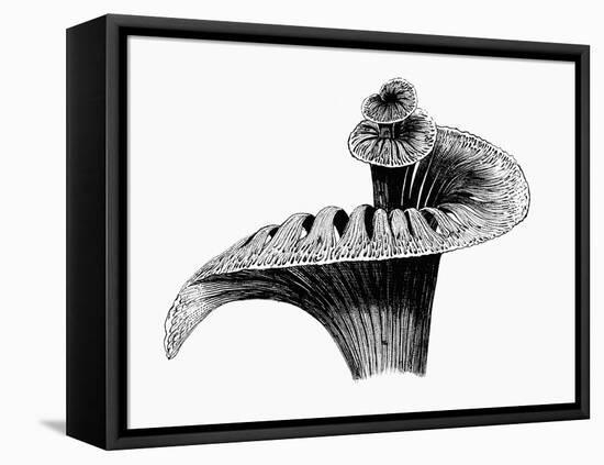 Cochlea-Mehau Kulyk-Framed Premier Image Canvas