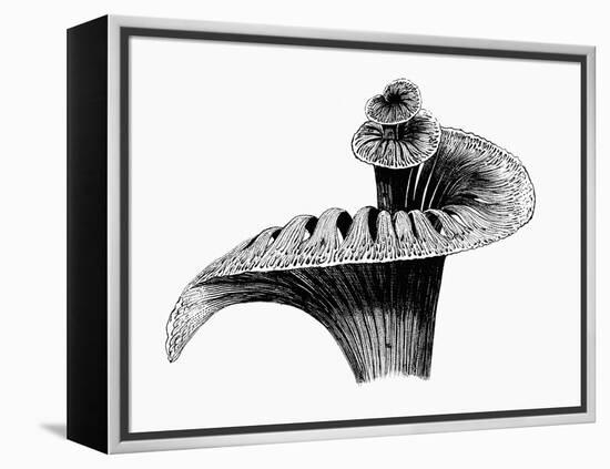 Cochlea-Mehau Kulyk-Framed Premier Image Canvas