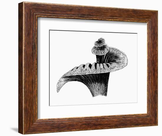 Cochlea-Mehau Kulyk-Framed Photographic Print