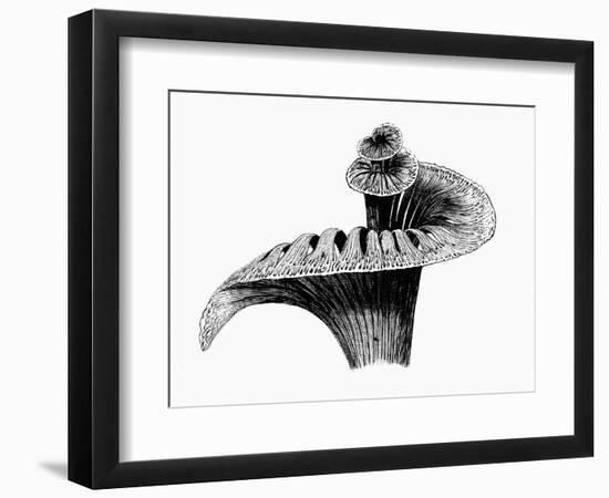 Cochlea-Mehau Kulyk-Framed Photographic Print