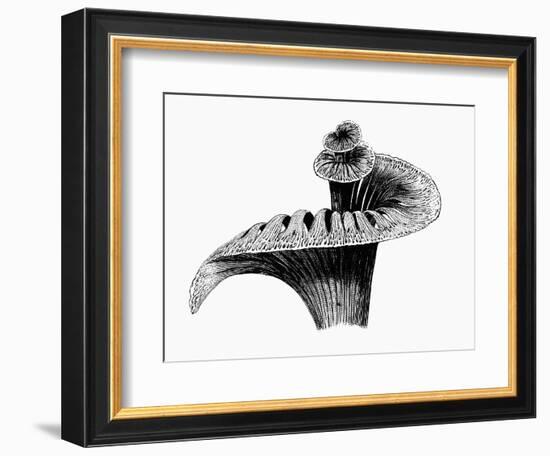 Cochlea-Mehau Kulyk-Framed Photographic Print