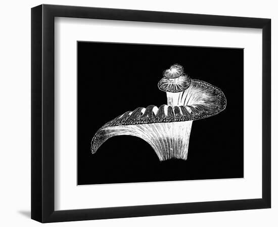 Cochlea-Mehau Kulyk-Framed Photographic Print