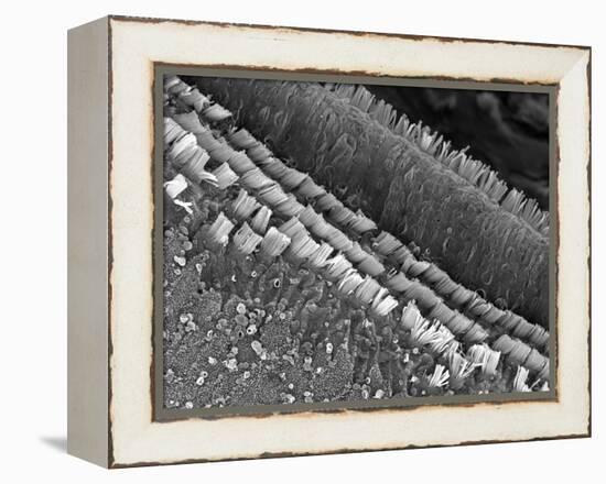 Cochlear Cilia-null-Framed Premier Image Canvas