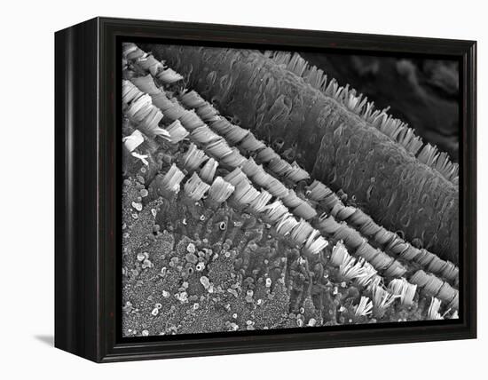 Cochlear Cilia-null-Framed Premier Image Canvas