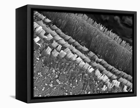 Cochlear Cilia-null-Framed Premier Image Canvas