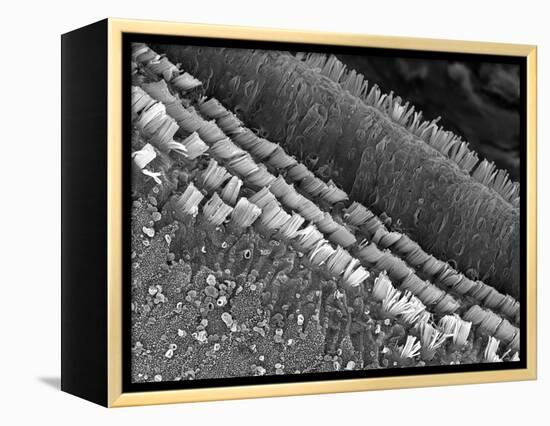 Cochlear Cilia-null-Framed Premier Image Canvas