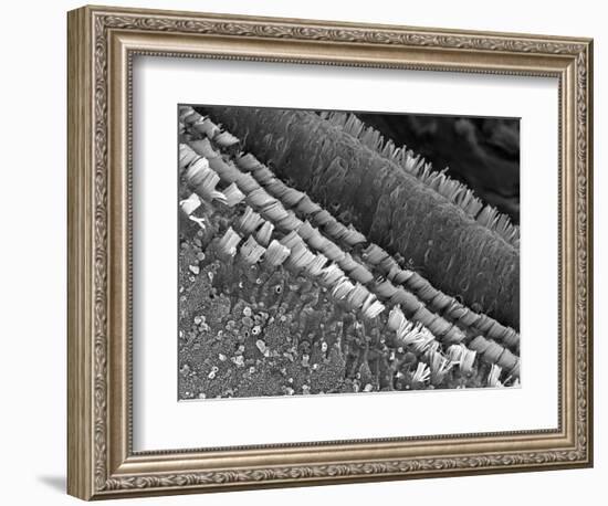 Cochlear Cilia-null-Framed Photographic Print