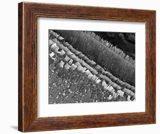 Cochlear Cilia-null-Framed Photographic Print