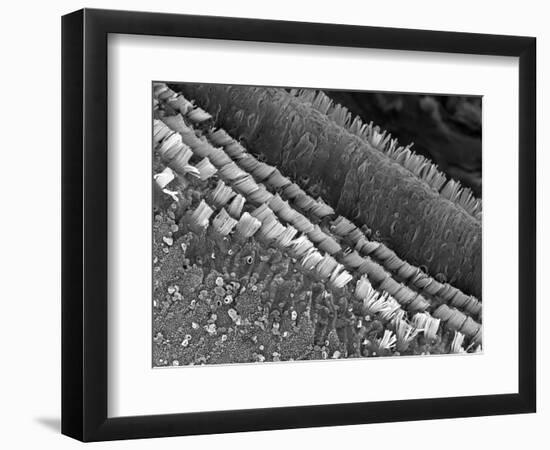 Cochlear Cilia-null-Framed Photographic Print