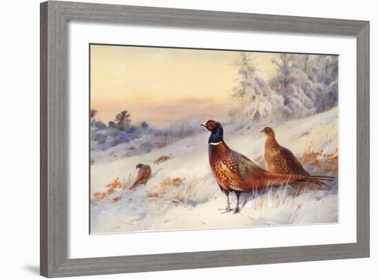 Cock and Hen Pheasant in Snow-Archibald Thorburn-Framed Art Print