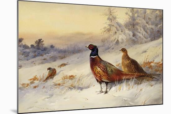 Cock and Hen Pheasant in the Snow-Archibald Thorburn-Mounted Premium Giclee Print