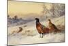 Cock and Hen Pheasant in the Snow-Archibald Thorburn-Mounted Premium Giclee Print