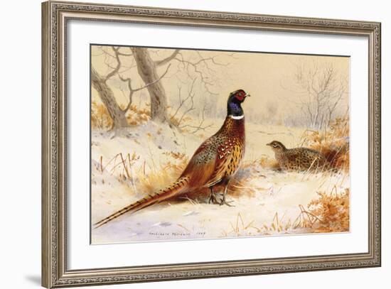 Cock and Hen Pheasant-Archibald Thorburn-Framed Premium Giclee Print