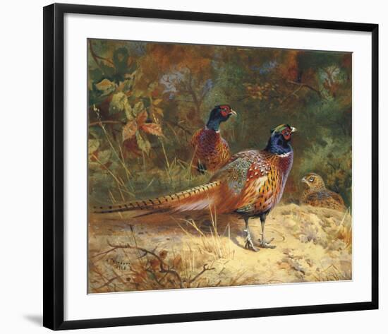 Cock and Hen Pheasants in the Woodlands-Archibald Thorburn-Framed Premium Giclee Print