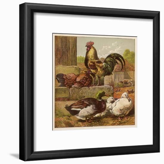 Cock and Hen Watch as Ducks Waddle by in a Farmyard-null-Framed Art Print