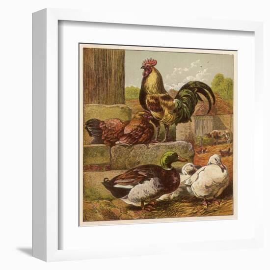 Cock and Hen Watch as Ducks Waddle by in a Farmyard-null-Framed Art Print