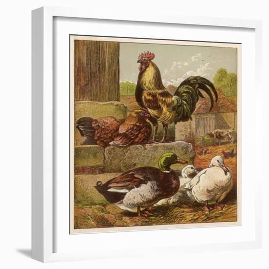 Cock and Hen Watch as Ducks Waddle by in a Farmyard-null-Framed Art Print