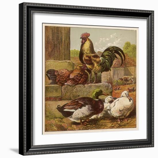 Cock and Hen Watch as Ducks Waddle by in a Farmyard-null-Framed Art Print