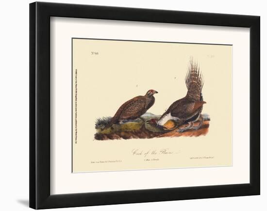 Cock of the Plains-John James Audubon-Framed Art Print