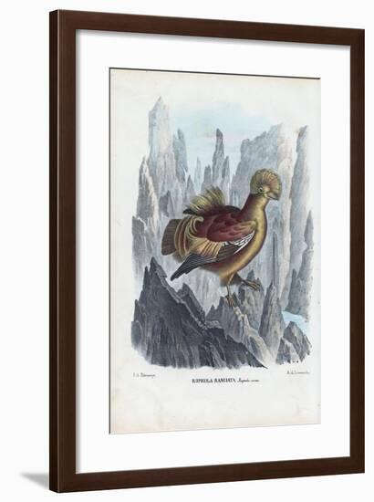 Cock-Of-The-Rock, 1863-79-Raimundo Petraroja-Framed Giclee Print
