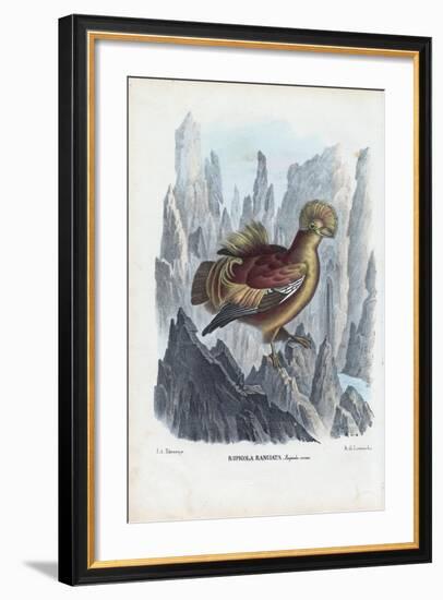 Cock-Of-The-Rock, 1863-79-Raimundo Petraroja-Framed Giclee Print