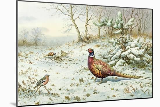 Cock Pheasant and Chaffinch-Carl Donner-Mounted Giclee Print