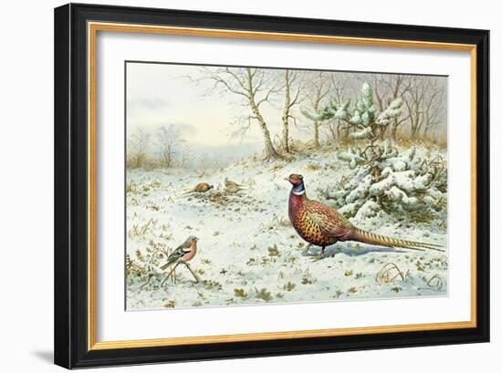 Cock Pheasant and Chaffinch-Carl Donner-Framed Giclee Print