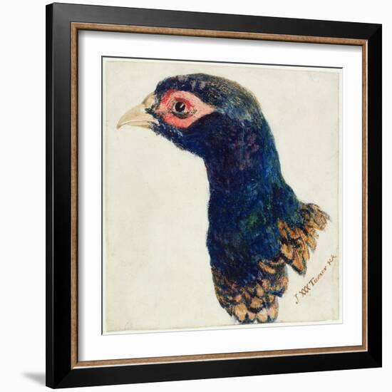 Cock Pheasant, the Farnley Book of Birds, C.1816-J. M. W. Turner-Framed Giclee Print