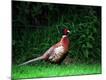 Premium Photographic Print