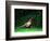 Cock Pheasant-null-Framed Photographic Print