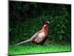 Photographic Print