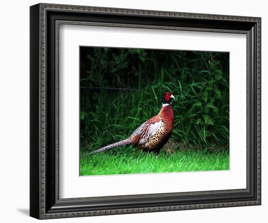 Cock Pheasant-null-Framed Photographic Print