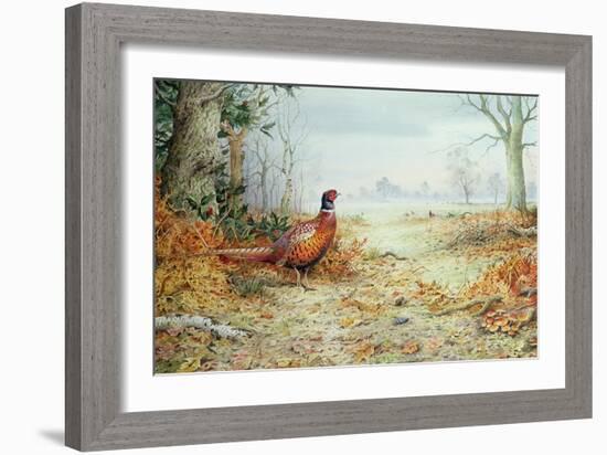 Cock Pheasant-Carl Donner-Framed Giclee Print