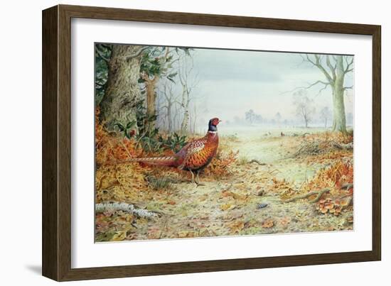 Cock Pheasant-Carl Donner-Framed Giclee Print