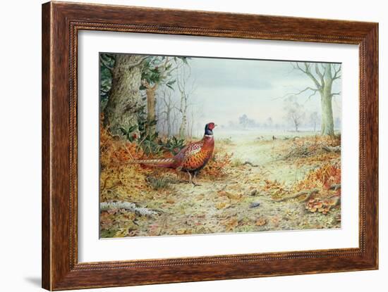 Cock Pheasant-Carl Donner-Framed Giclee Print