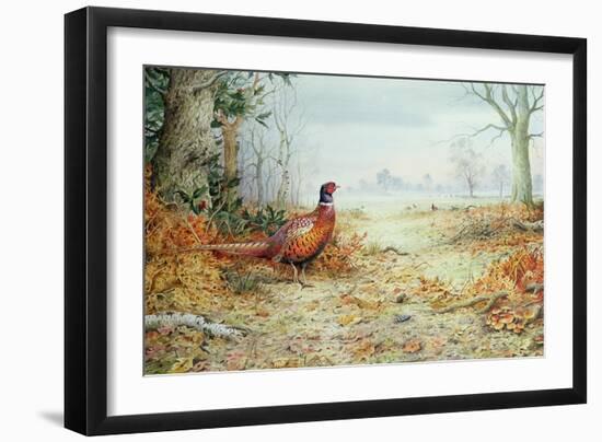 Cock Pheasant-Carl Donner-Framed Giclee Print