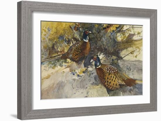 Cock Pheasants under a Beech Tree-Frank Southgate-Framed Giclee Print